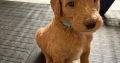 Gorgeous Standard Poodle Pubs