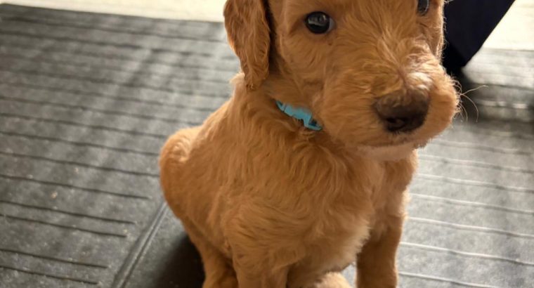 Gorgeous Standard Poodle Pubs