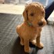 Gorgeous Standard Poodle Pubs