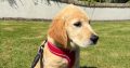 Rehoming: Beautiful, Gentle 11-Week-Old IKC Golden Retriever