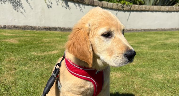 Rehoming: Beautiful, Gentle 11-Week-Old IKC Golden Retriever