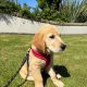 Rehoming: Beautiful, Gentle 11-Week-Old IKC Golden Retriever