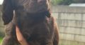 Cocker spaniel puppies for sale