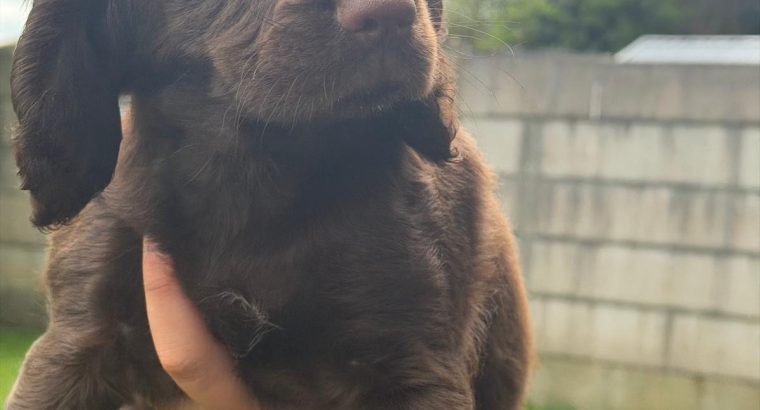 Cocker spaniel puppies for sale
