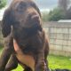 Cocker spaniel puppies for sale