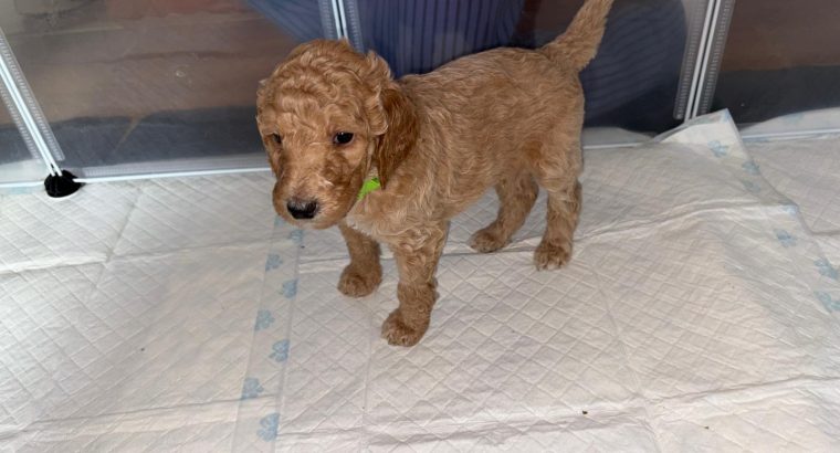 Gorgeous Standard Poodle Pubs