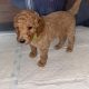 Gorgeous Standard Poodle Pubs