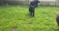 Cocker spaniel puppies for sale