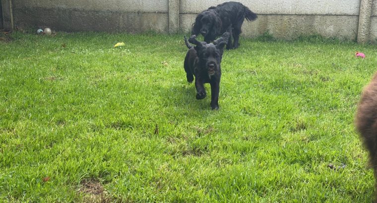 Cocker spaniel puppies for sale