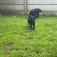 Cocker spaniel puppies for sale