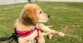 Rehoming: Beautiful, Gentle 11-Week-Old IKC Golden Retriever