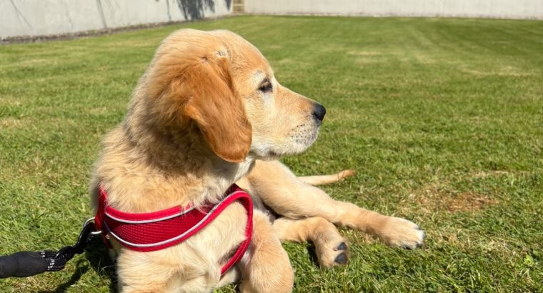 Rehoming: Beautiful, Gentle 11-Week-Old IKC Golden Retriever