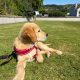 Rehoming: Beautiful, Gentle 11-Week-Old IKC Golden Retriever