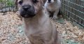 Jack russell pups