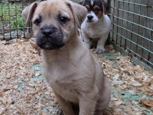 Jack russell pups