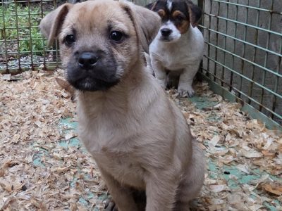 Jack russell pups