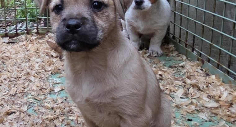 Jack russell pups