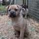 Jack russell pups