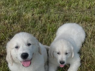 Golden retriever