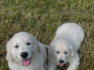 Golden retriever