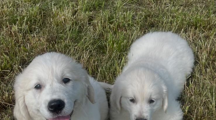 Golden retriever