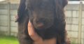 Cocker spaniel puppies for sale