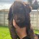 Cocker spaniel puppies for sale