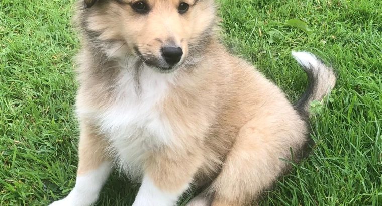 Shetland sheepdog male puppy