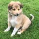 Shetland sheepdog male puppy