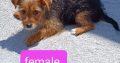 Morkie