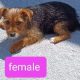 Morkie