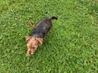 Morkie