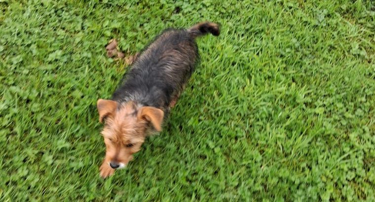 Morkie