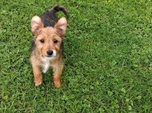 Morkie