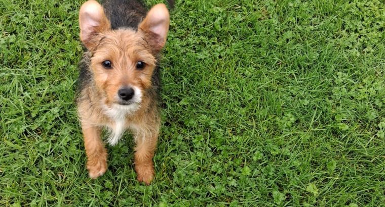 Morkie