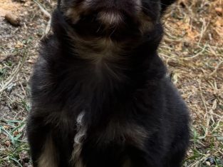 ðŸ’–chihuahua ðŸ’—