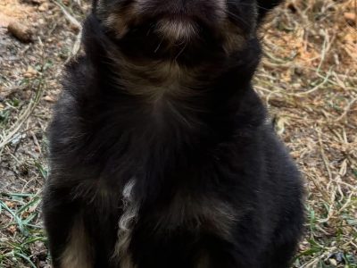 ðŸ’–chihuahua ðŸ’—