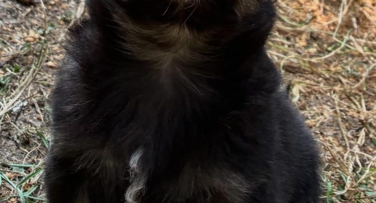 ðŸ’–chihuahua ðŸ’—