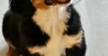Beautiful Bernese Puppy
