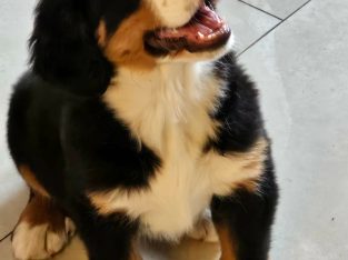 Beautiful Bernese Puppy