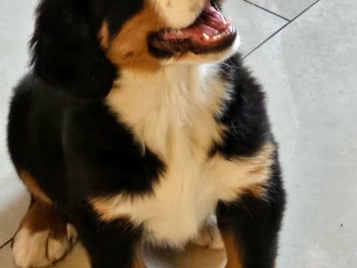 Beautiful Bernese Puppy