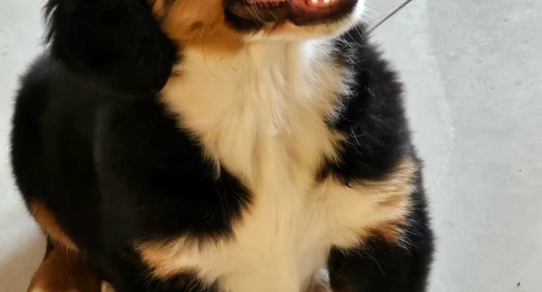 Beautiful Bernese Puppy