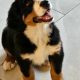 Beautiful Bernese Puppy