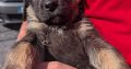 ONLY 2 LEFT- Bernese Mountain Dog X German Shepherd mix