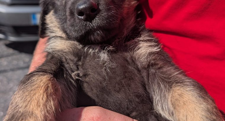 ONLY 2 LEFT- Bernese Mountain Dog X German Shepherd mix