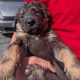 ONLY 2 LEFT- Bernese Mountain Dog X German Shepherd mix