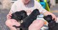 ONLY 2 LEFT- Bernese Mountain Dog X German Shepherd mix