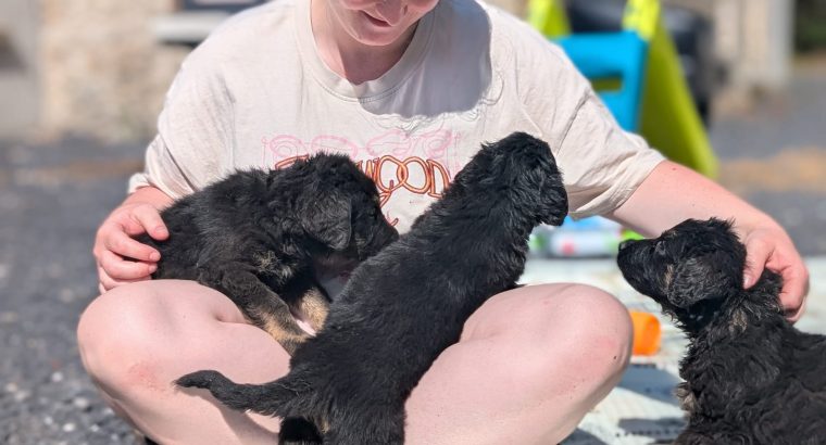 ONLY 2 LEFT- Bernese Mountain Dog X German Shepherd mix