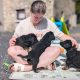 ONLY 2 LEFT- Bernese Mountain Dog X German Shepherd mix