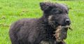 ONLY 2 LEFT- Bernese Mountain Dog X German Shepherd mix